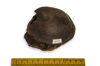 F 09644
<br/>
<br/>
<em></em>